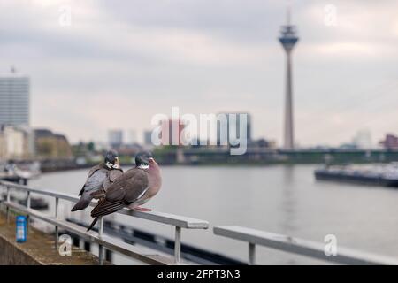 Oiseau sur rampe et arrière-plan défoqué de la promenade au bord de la rivière de la tour du Rhin, pont suspendu et tour du Rhin à Düsseldorf, en Allemagne. Banque D'Images