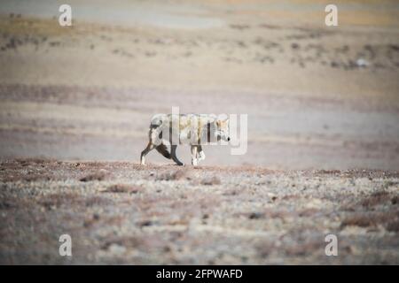 Loup tibétain, Canis lupus filchneri, Gurudonmar, Sikkim, Inde Banque D'Images