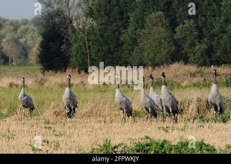 Troupeau de grues communes / eurasiennes Grus grus, publié par le projet de la Grande grue sur les niveaux et les Maures du Somerset, en état d'alerte dans le chaume d'orge. Banque D'Images