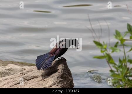 un grackle commun adulte se tenant sur le bord d'une roche dans l'eau regardant vers le bas de l'eau avec des plumes de queue fanées, le soleil fait ressortir les irides Banque D'Images