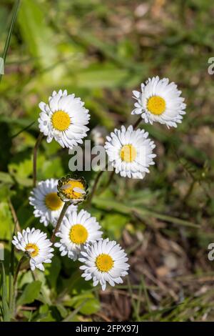 pâquerettes fraîches en pleine floraison, en pleine croissance sauvage dans un parc au début du printemps Banque D'Images