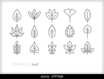 Ensemble d'icônes de contour des feuilles provenant de différents types d'arbres Illustration de Vecteur