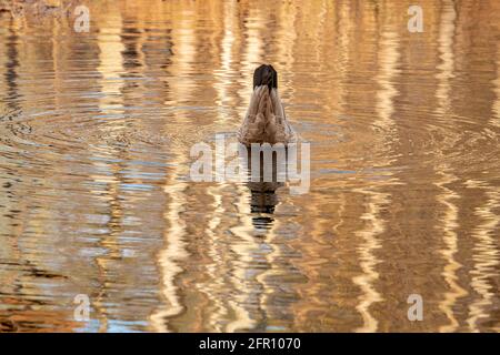 Bernache du Canada (Branta canadensis), nage sur l'étang, printemps, Amérique du Nord, par Dominique Braud/Dembinsky photo Assoc Banque D'Images