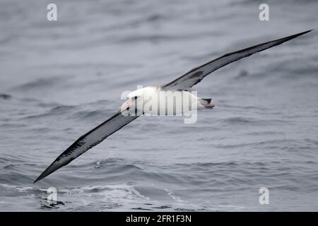 Laysan Albatros (Phoebastria immutabilis), adulte seul en vol au-dessus de la surface de la mer, vue latérale, mer de Béring, au large du Kamchatka, extrême-Orient russe 30 mai 2012 Banque D'Images