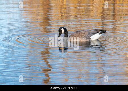 Bernache du Canada (Branta canadensis), nage sur l'étang, printemps, Amérique du Nord, par Dominique Braud/Dembinsky photo Assoc Banque D'Images