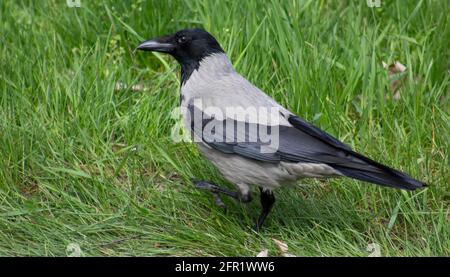 Gris avec corbeau noir sur herbe verte Banque D'Images