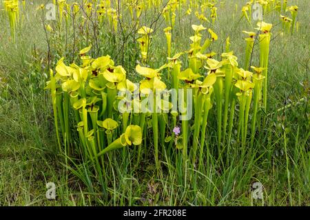 Usine de Pitcher jaune (Sarracenia flava var rugelii), nord-ouest de la Floride, printemps, États-Unis, par James D Coppinger/Dembinsky photo Assoc Banque D'Images