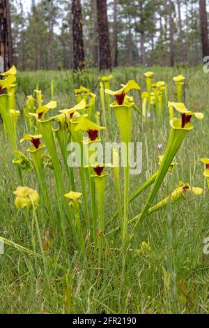 Usine de Pitcher jaune (Sarracenia flava var rugelii), nord-ouest de la Floride, printemps, États-Unis, par James D Coppinger/Dembinsky photo Assoc Banque D'Images