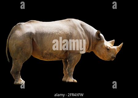 Un rhinocéros noir. Ces rhinocéros noirs ont deux cornes. Sur fond noir Banque D'Images