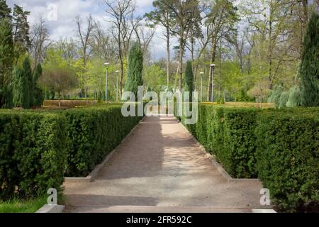 Chemin des arbustes d'ornement dans le parc Banque D'Images