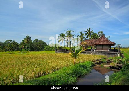 Rizières avec pagode balinaise et épis de riz mûrs. Près d'Ubud, Bali, Indonésie Banque D'Images