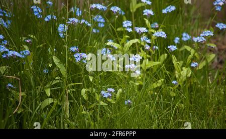 Fleur Forget-Me-Not (Myosotis scorpioides) cultivée dans le jardin local, belle fleur délicate et couleurs pastel claires Banque D'Images