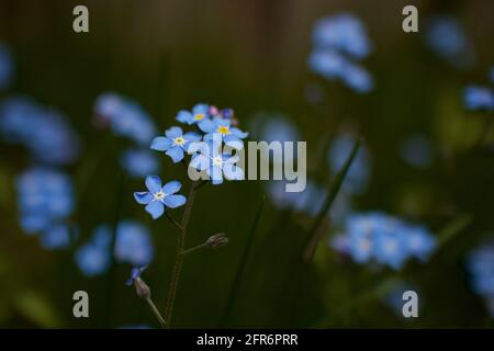 Fleur Forget-Me-Not (Myosotis scorpioides) cultivée dans le jardin local, belle fleur délicate et couleurs pastel claires Banque D'Images