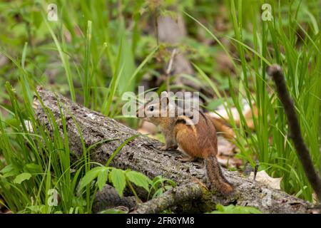 Le chipmunk est (Tamias striatus) dans le parc. Banque D'Images