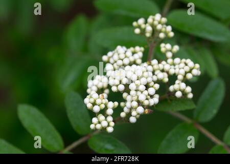 Sorbus aucuparia, rowan, frêne de montagne, boutons de printemps blancs et fleurs closeup sélectif foyer Banque D'Images