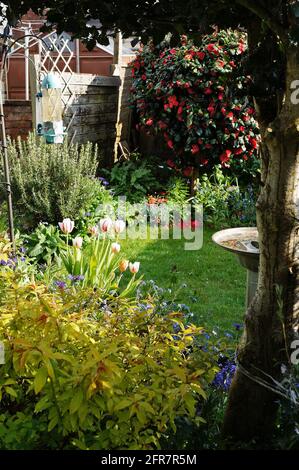 Tulipes et autres fleurs dans un jardin avec un surplomb holly tree au printemps Banque D'Images