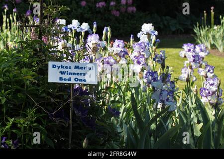 Une section des jardins Iris de Schreiner à Salem, Oregon, dédiée aux lauréats de la médaille Dykes. Banque D'Images