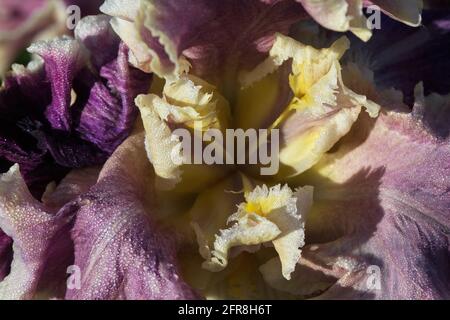 Iris 'Montmartre'. Banque D'Images