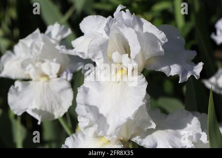 Iris 'immortalité' refleurir iris barbu. Banque D'Images