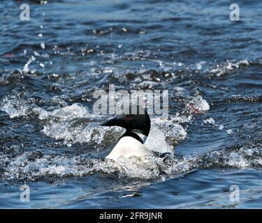 Loon vue rapprochée de l'avant avec des éclaboussures d'eau dans son environnement humide et son habitat avec un fond bleu flou. Image des terres humides de Loon. Banque D'Images