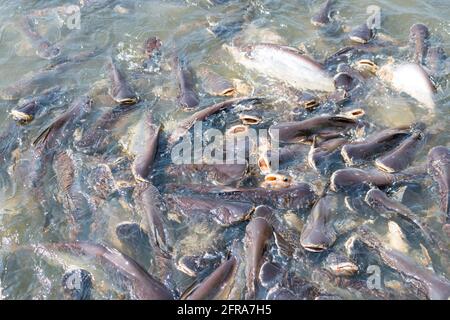 Poissons Pangasius essayez de manger la nourriture Banque D'Images