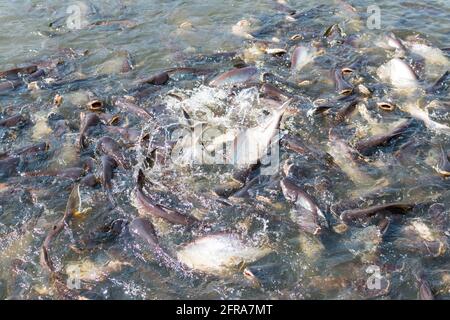 Poissons Pangasius essayez de manger la nourriture Banque D'Images