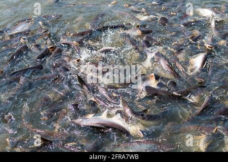 Poissons Pangasius essayez de manger la nourriture Banque D'Images