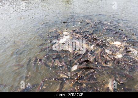 Poissons Pangasius essayez de manger la nourriture Banque D'Images