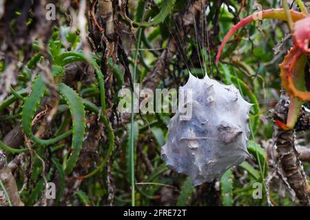 Nest de l'araignée à pluie commune suspendue en aloès (Palystes superciliosus) Banque D'Images