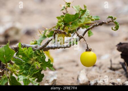 Devil's Apple NightShade fruit on Stem (Solanum linnaeanum) Banque D'Images