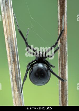Vue dorsale d'une femelle d'araignée noire de veuve de l'Ouest (Latrodectus hesperus) grimper sur une toile entre deux bâtons Banque D'Images