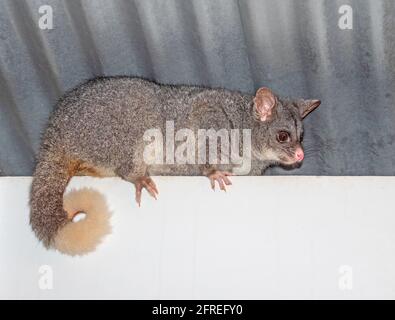 Une queue de pinceau commune Possum sur un toit de chalet dans le sud-ouest de l'Australie. Banque D'Images