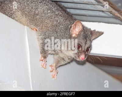 Un jeune Brushtail Possum descendant d'un toit de chalet dans le sud-ouest de l'Australie. Banque D'Images