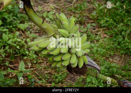 botte les bananes mûres vertes avec l'arbre dans le jardin. Banque D'Images