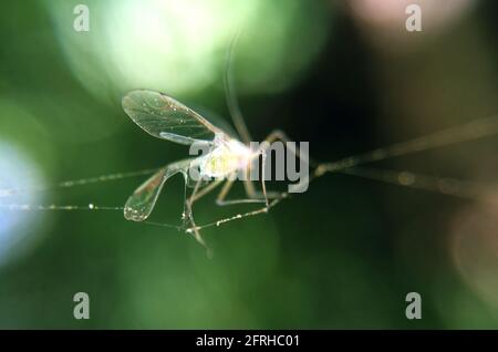 Moustiquaire dans une toile d'araignée macro photo. Arrière-plan abstrait avec un insecte capturé par des filets d'arachnide gros plan. Banque D'Images