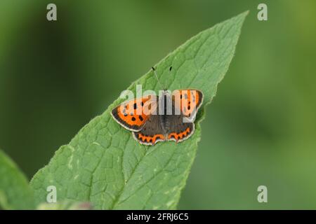 Un petit papillon en cuivre, Lycaena phlaeas, perché sur une feuille de Comfrey Plant. Banque D'Images