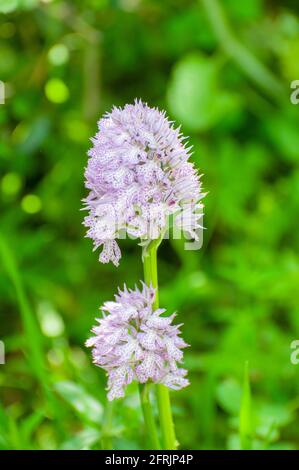 Neotinea tridentata; l'orchidée à trois dents; est une espèce d'orchidée trouvée dans le sud de l'Europe, de l'Espagne à la Turquie; vers le nord jusqu'à la Crimée; Pologne Banque D'Images