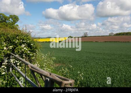 Campagne du Warwickshire près d'Alcester au printemps, Angleterre, Royaume-Uni Banque D'Images