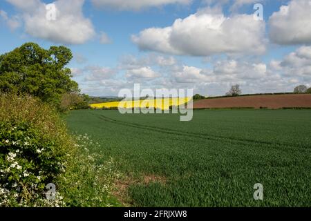Campagne du Warwickshire près d'Alcester au printemps, Angleterre, Royaume-Uni Banque D'Images