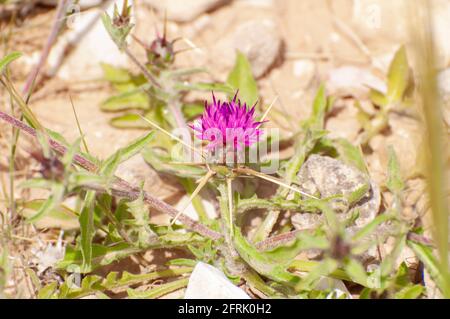 Fleur de chardon étoile (Centaurea calcitrapa). Photographié en Israël en mars Banque D'Images