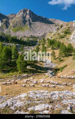 Grand troupeau de moutons paissant dans les pâturages, Parc National du Mercantour, Alpes de Haute Provence (04), France Banque D'Images