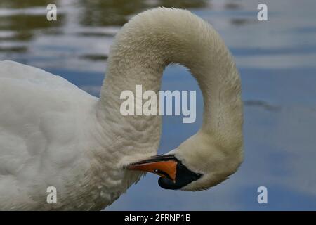 Mute Swan (Cygnus olor) prêchant sur le côté d'un lac dans le Wiltshire, Angleterre Banque D'Images