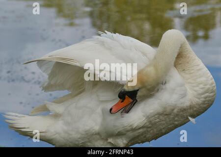 Mute Swan (Cygnus olor) prêchant sur le côté d'un lac dans le Wiltshire, Angleterre Banque D'Images