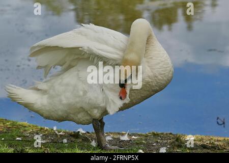 Mute Swan (Cygnus olor) prêchant sur le côté d'un lac dans le Wiltshire, Angleterre Banque D'Images