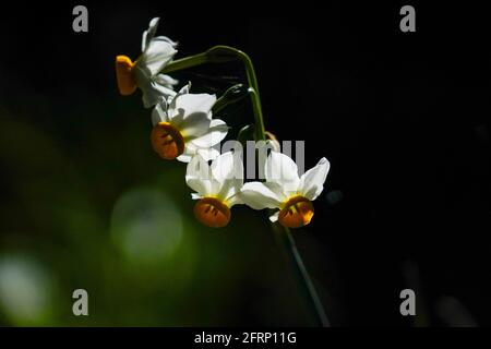 La JONQUILLE Narcissus tazetta (commune) photographié en Israël, en décembre Banque D'Images