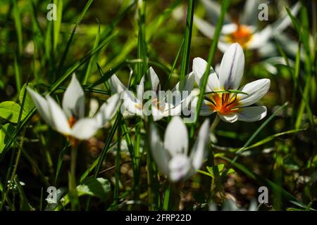 La JONQUILLE Narcissus tazetta (commune) photographié en Israël, en décembre Banque D'Images