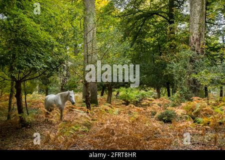 Une nouvelle poney de forêt blanche dans les bois d'automne Banque D'Images