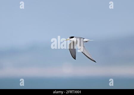 Little Tern en vol Chesil Beach Dorset Royaume-Uni Banque D'Images