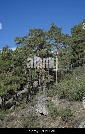 Forêt de PIN écossais, Pinus sylvestris. Photo prise dans le parc national des montagnes de Guadarrama, province de Madrid, Espagne Banque D'Images