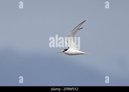 Little Tern en vol Chesil Beach Dorset Royaume-Uni Banque D'Images